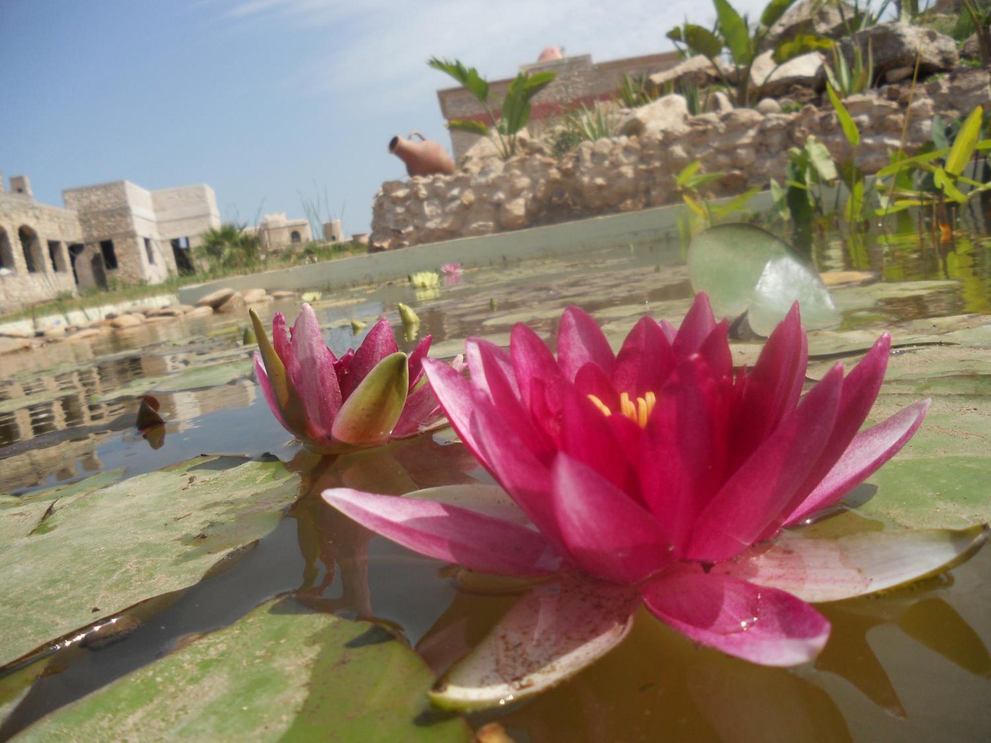 Douar Noujoum Bed & Breakfast Essaouira Bagian luar foto